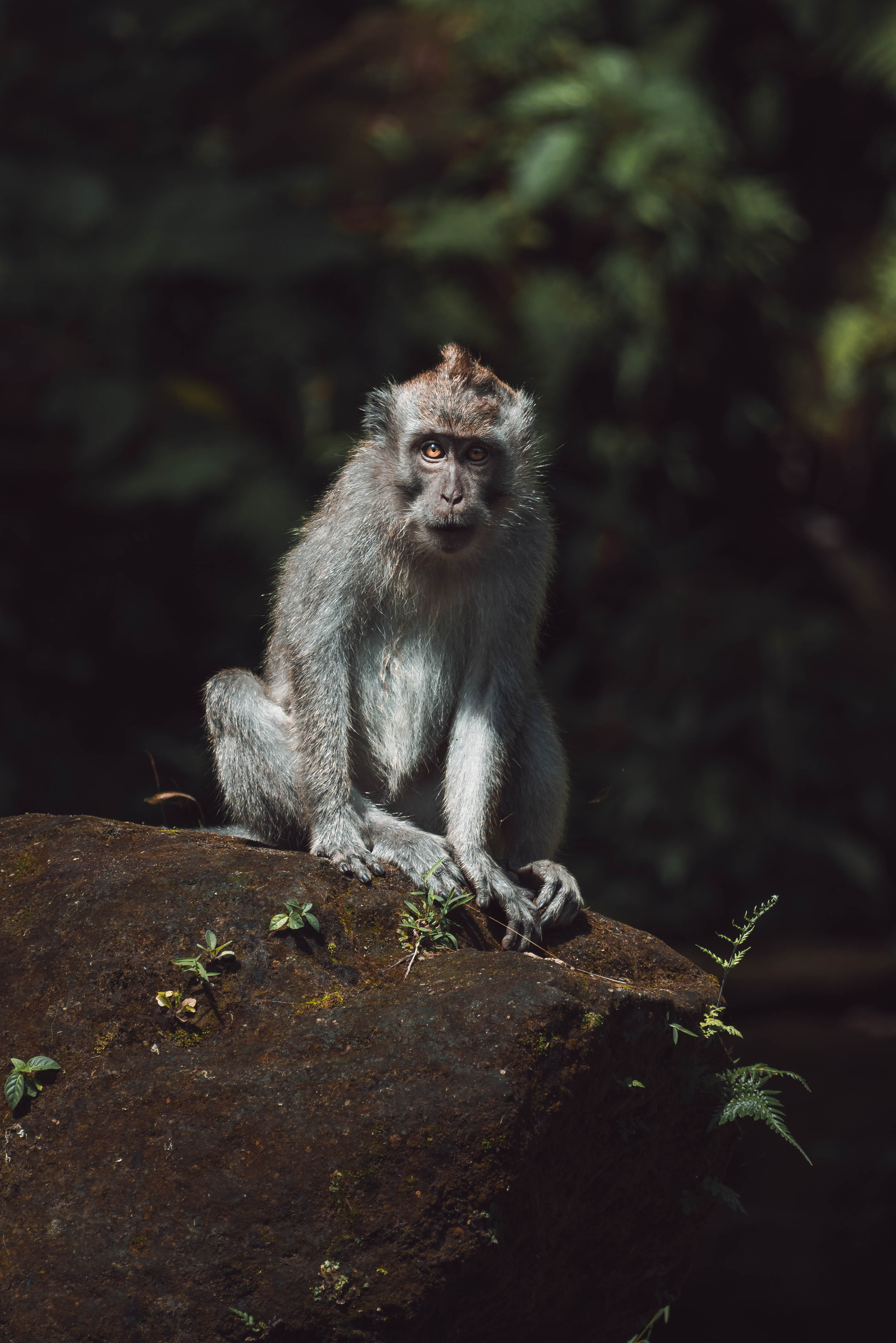 Wildlife